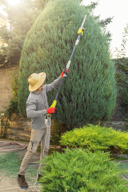 Best Storm Damage Tree Cleanup  in Appalachia, VA